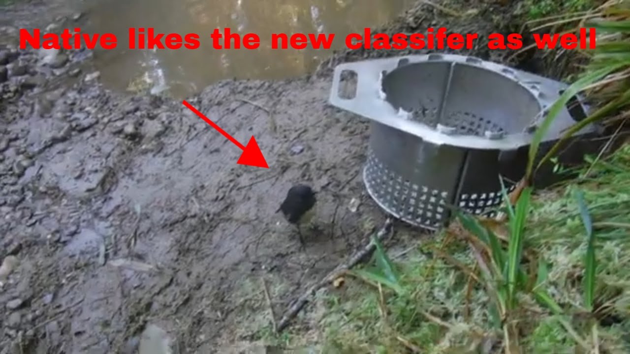 Native bird finds our gold ✨️ Nelson Creek NZ 