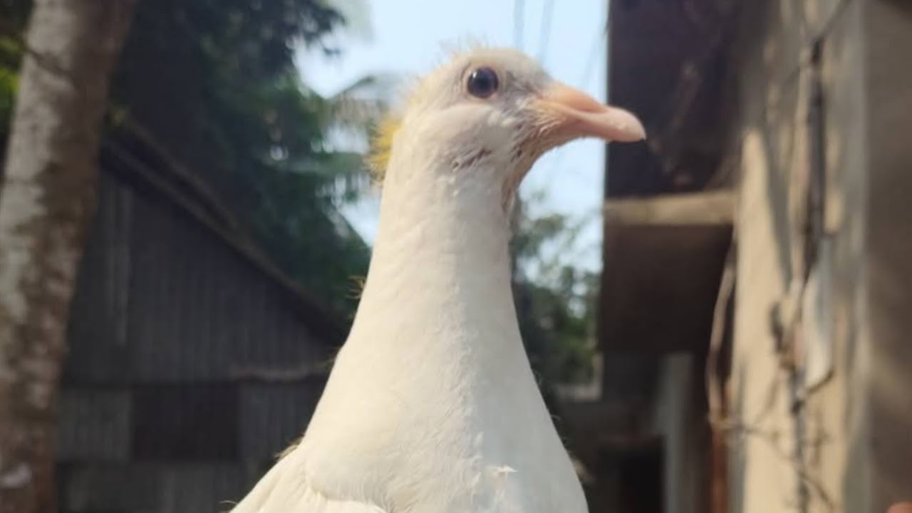 Pigeon 🐦 কবুতর 🐦🐦🐦