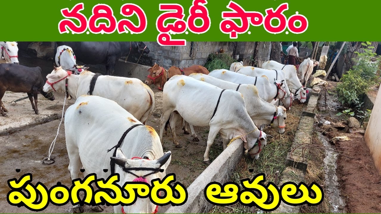 PUNGANUR COWS NANDINI DAIRY FARM