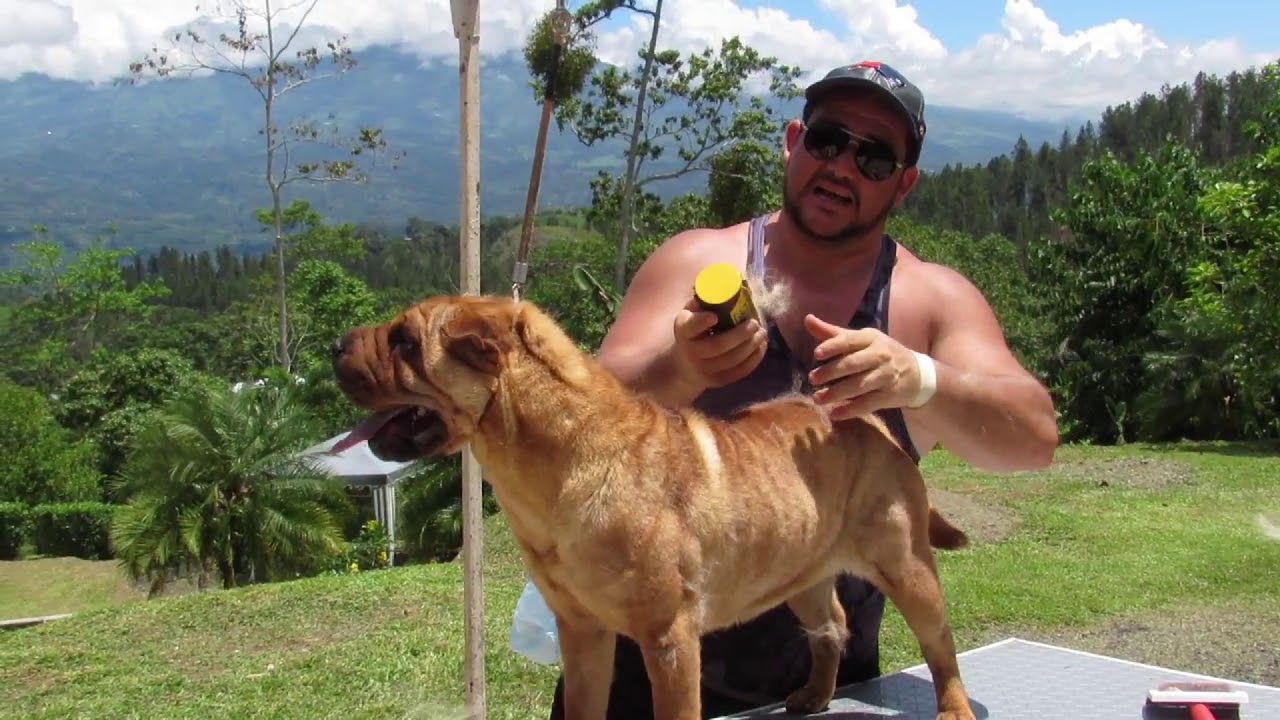 Mi Shar Pei bota mucho pelo