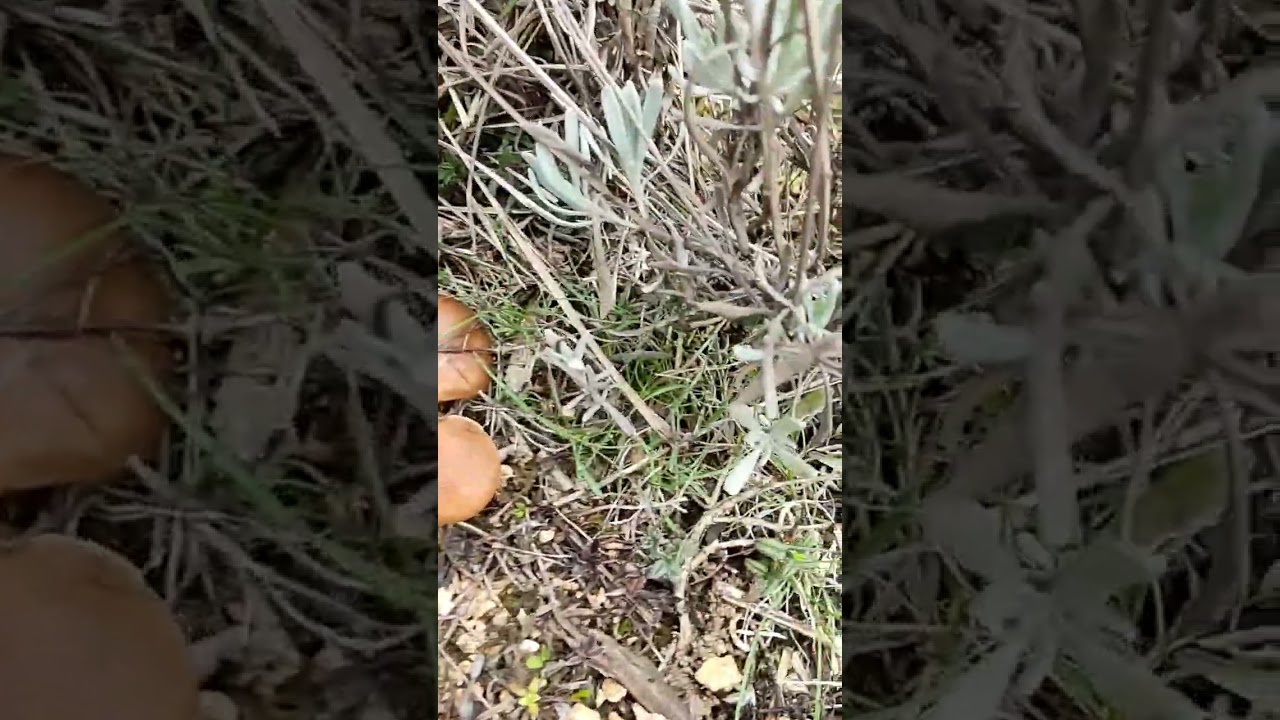 Setas de cardo (Pleurotus Eryngii)