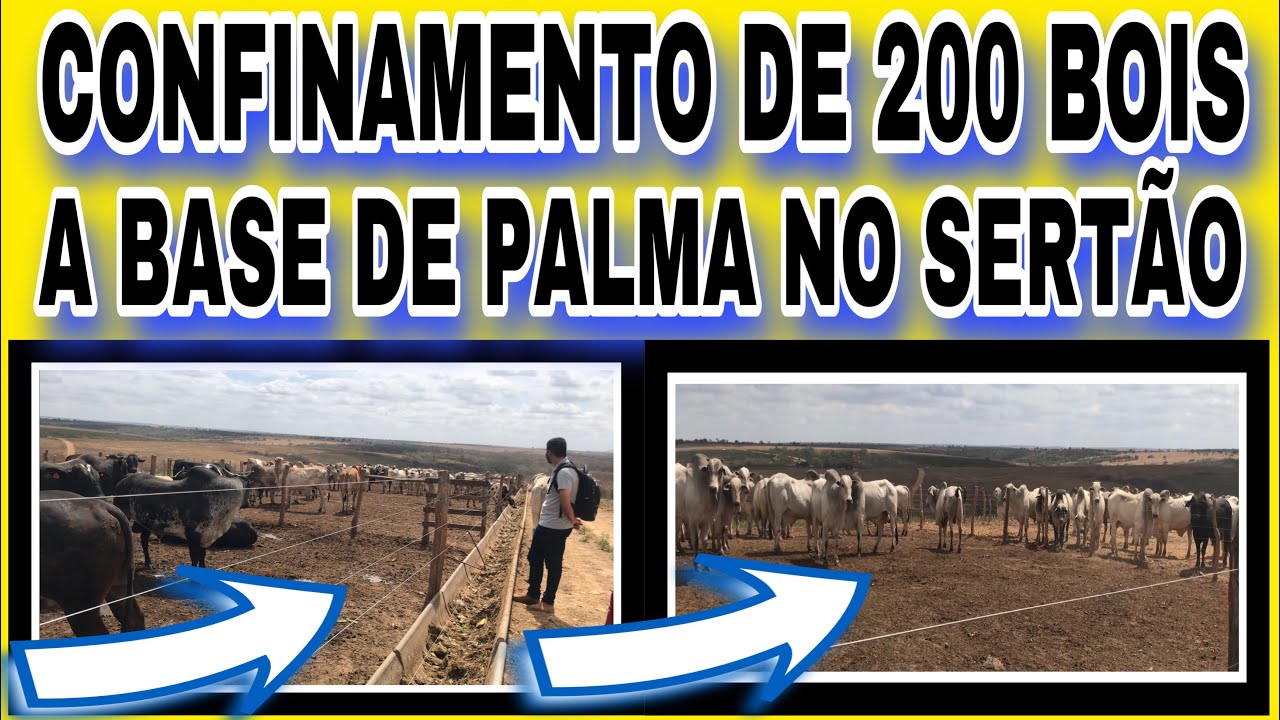 CONFINAMENTO DE 200 BOIS A BASE DE PALMA NO SERTÃO