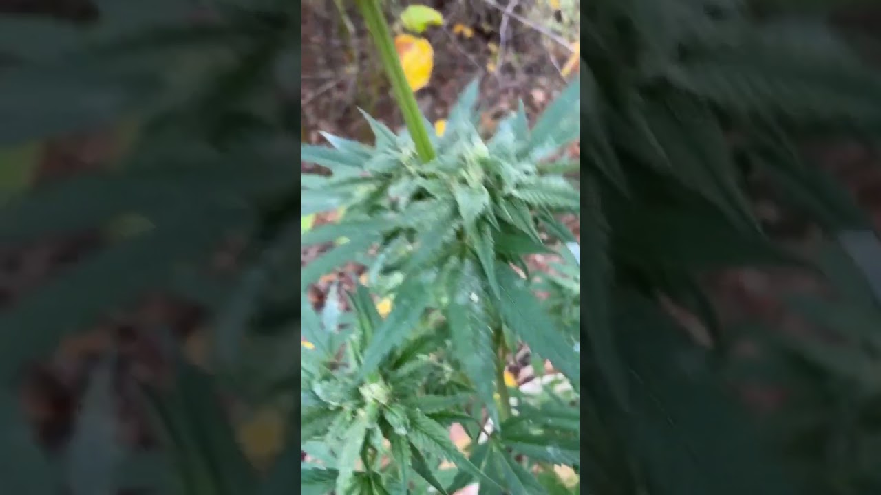 First ever grow! #growing #za #canabis_sativa #maryjane #weed #cake