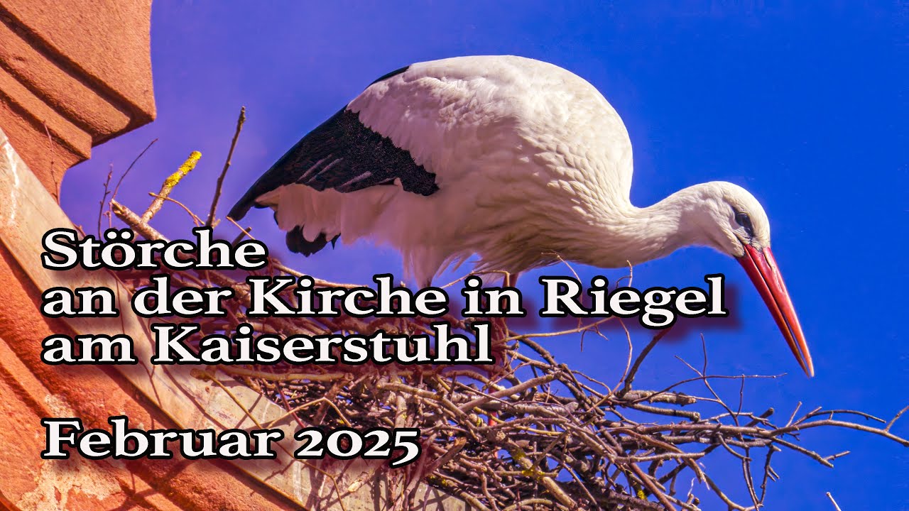 Störche in Riegel am Kaiserstuhl #storch #störche