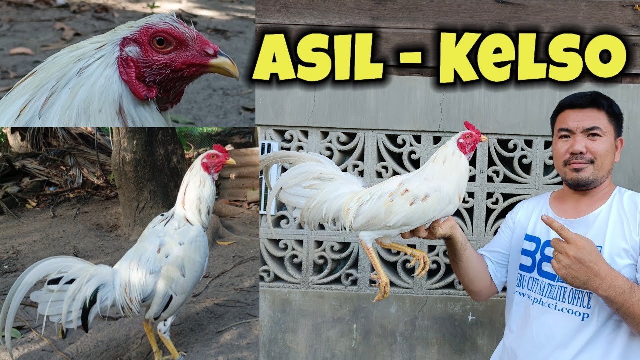 Asil - Kelso  |  Alin kaya sa kanila ang pipiliin mo?
