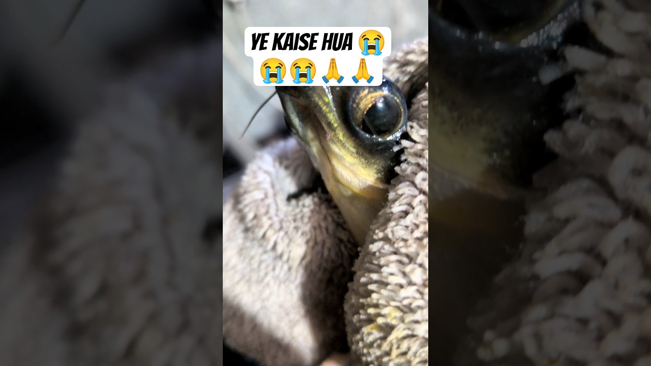 ye kaise hua😭🙏#fish #fishvlog #vlog #shortvideo #short #trending #viral #dailyvlog #youtubevloggers