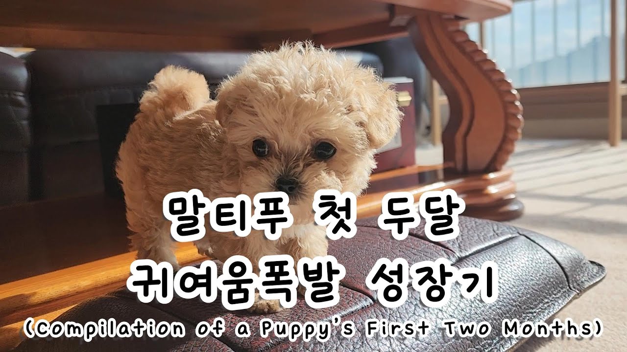 말티푸 입양후 첫 두달 모음집 #Compilation of a Puppy’s First Two Months #강아지브이로그 #puppy #귀여운 #dog #푸들 #말티푸 성장기