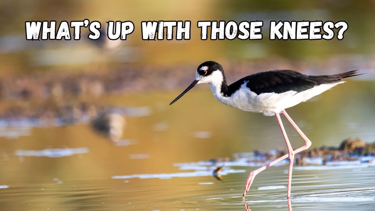 Do birds have backwards knees?