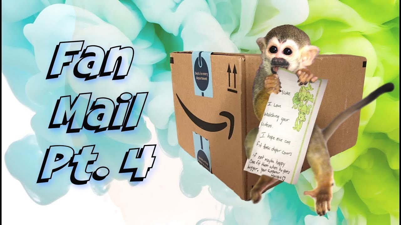 Baby Monkey oLLie First time Fan Mail (PT4)