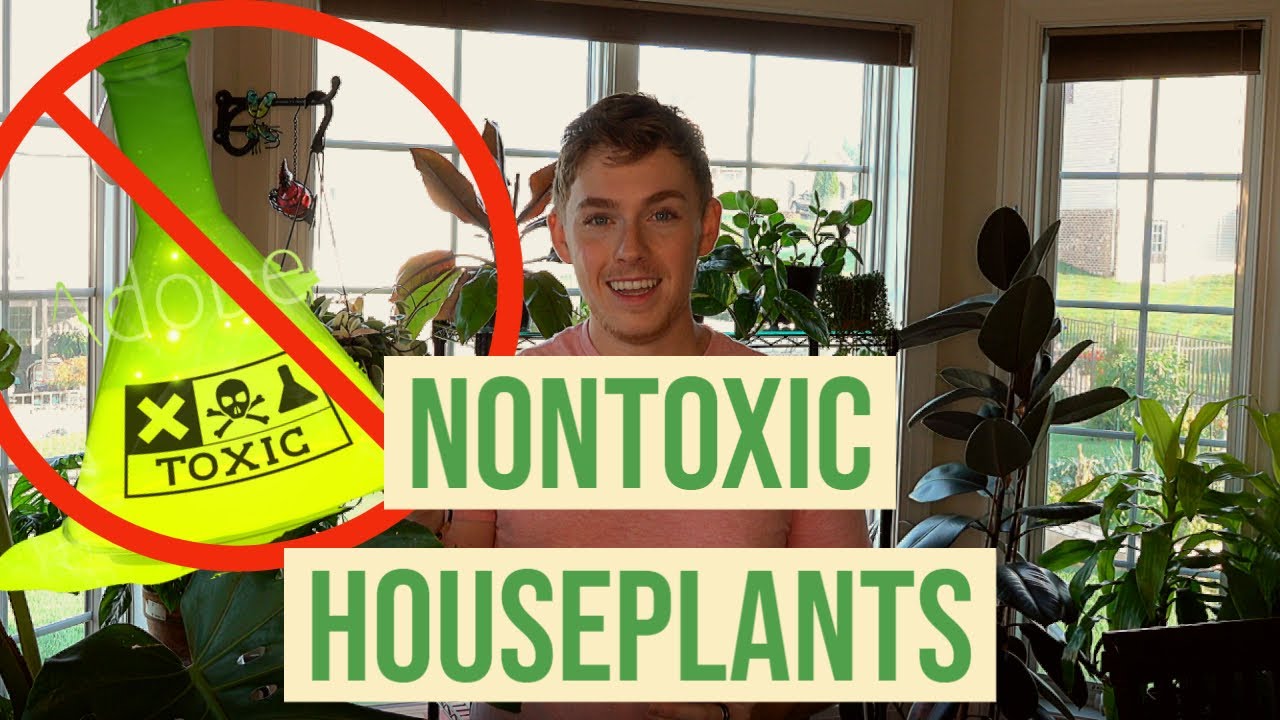 10 Non Toxic Houseplants
