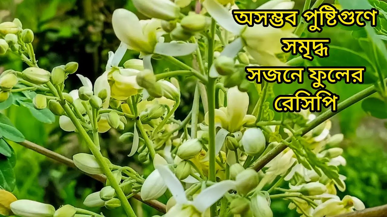 ভীষণ উপকারী এই সজনে ফুলের রান্না এভাবে করে দেখুন, ভাতের সাথে আর কিছুই লাগবে না Soja fuler recipe 