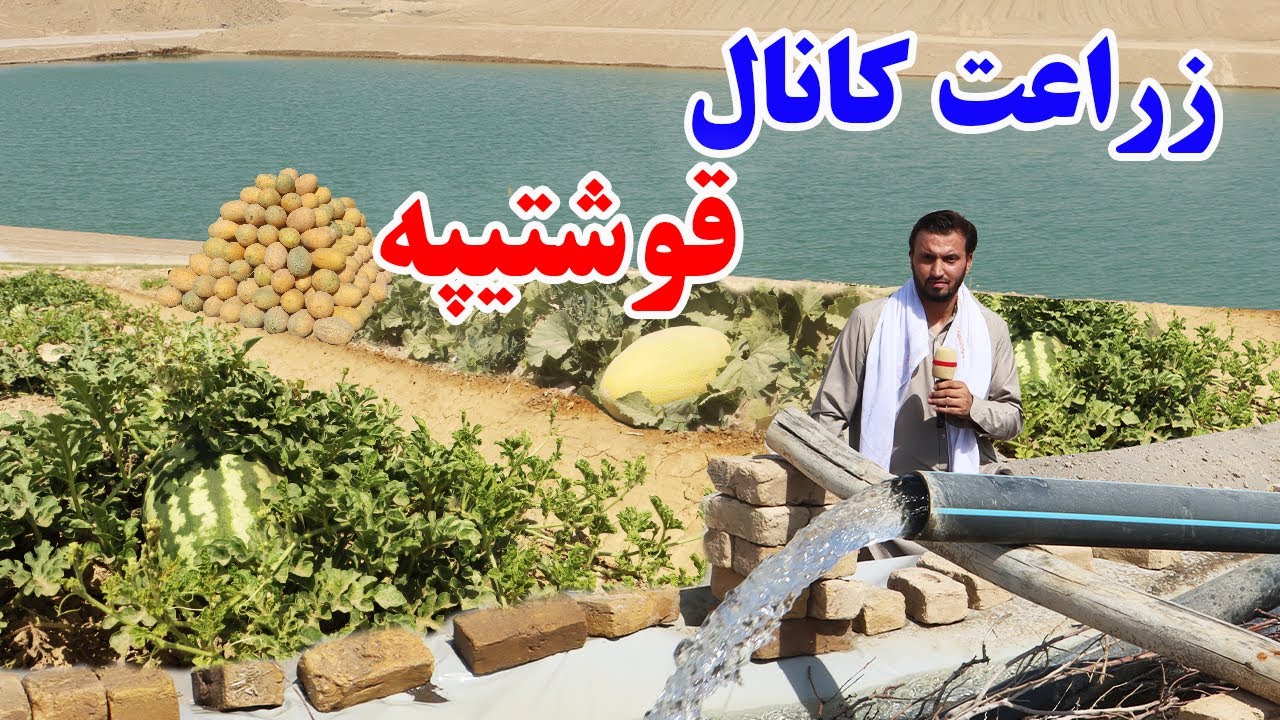 گزارش افغان مایک، 41 کیلومتری کانال قوشتپه، پالیز قوشتیپه، حاصلات کانال قوشتپه | Qoshtepa Canal
