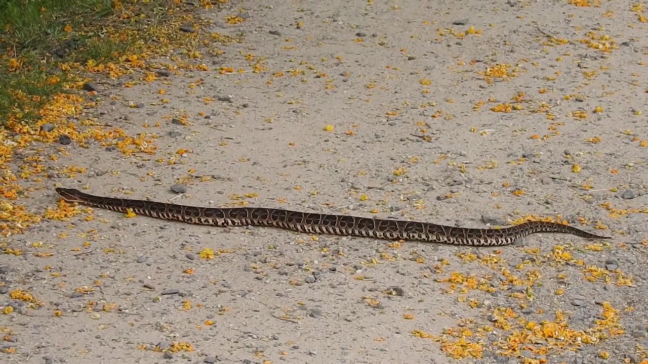 Crossed pit viper, Vibora yarara grande, Urutu wutu. Buenos aires, Argentina