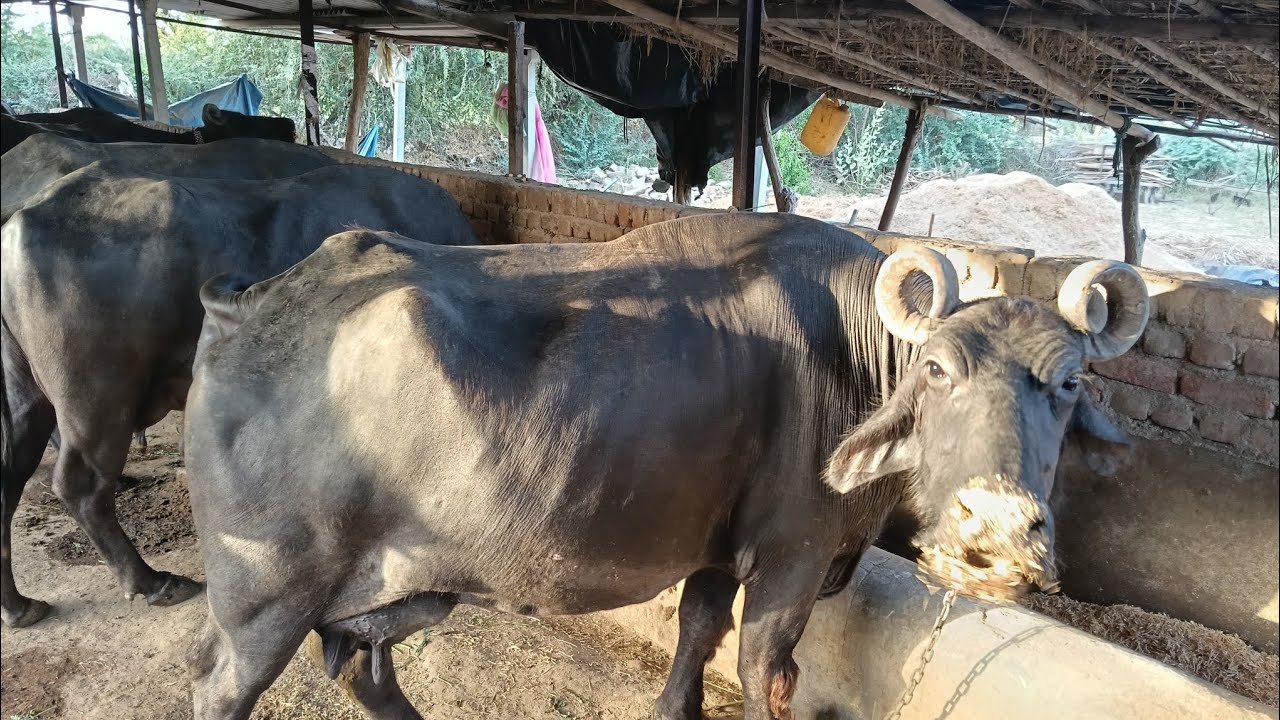 બની નશલ ની ભેશો કેટલા ભાઇ ઓ જોડે છે 