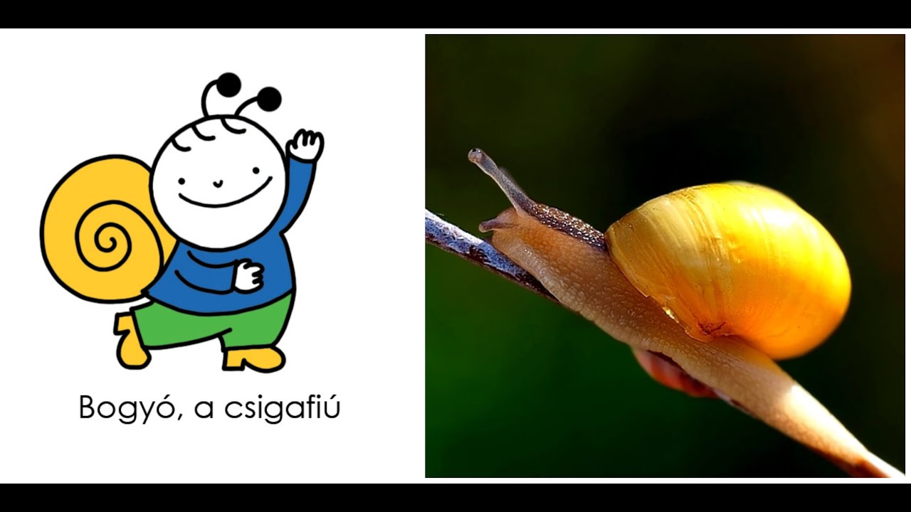 Bogyó és Babóca a valóságban
