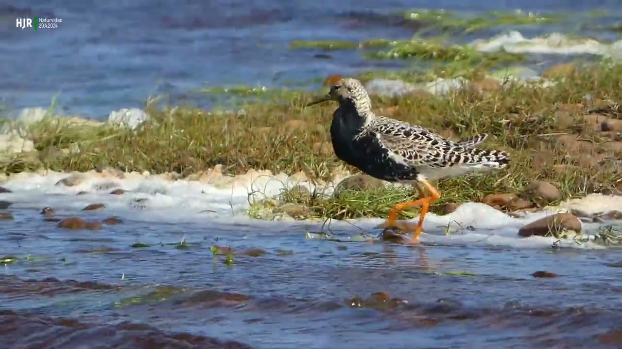 Fuglelivet ved Værnengene 2024 Wildlife - Naturen i danmark