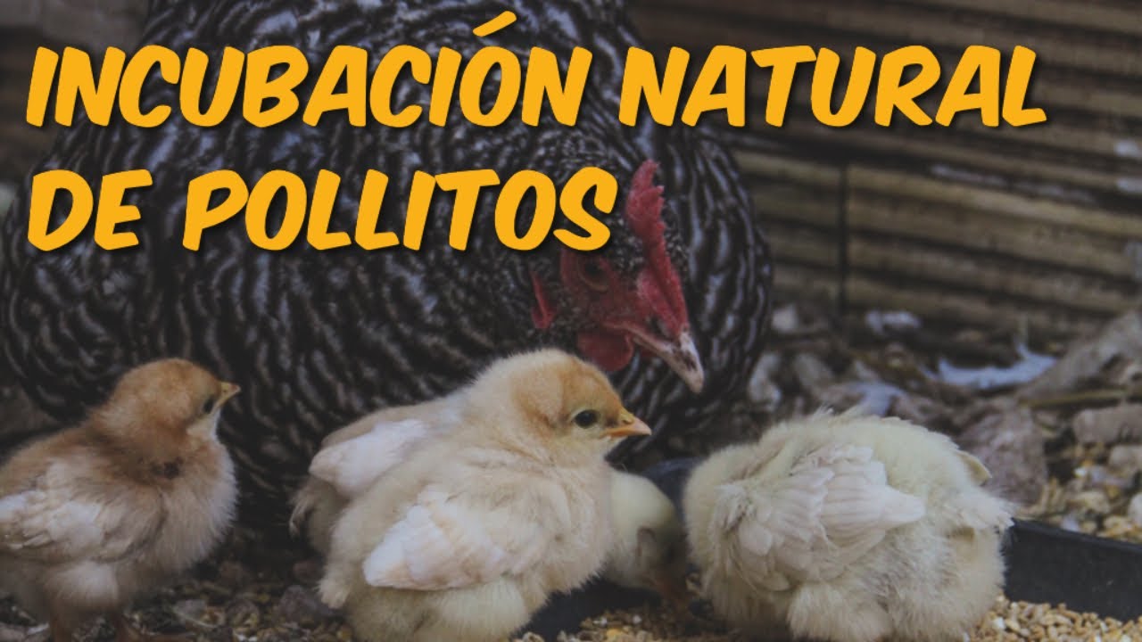 Cómo Incubar Huevos de Gallina con una Gallina Clueca - Incubación Natural
