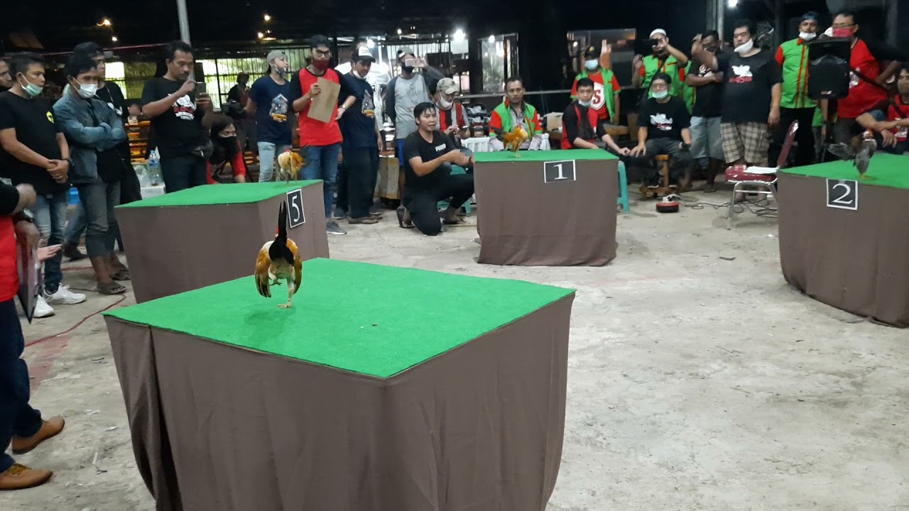 perebutan BOB kontes ayam serama BL45ER CUP