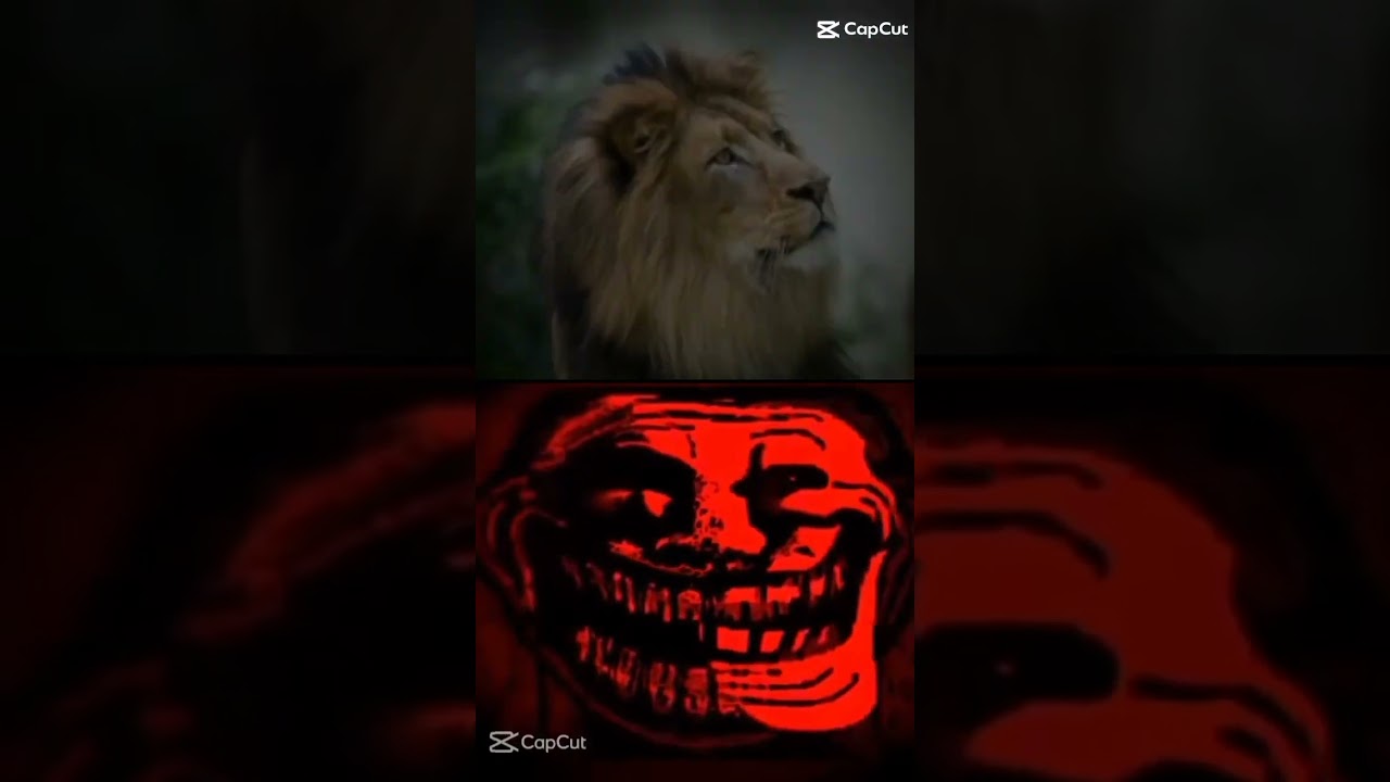 look lion and tiger 