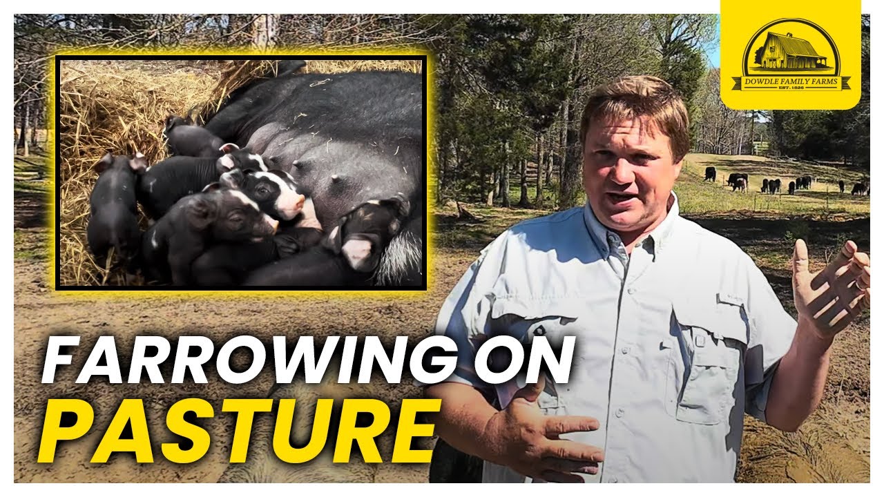 How We Farrow Our Pigs on Pasture: Conception to Weaning