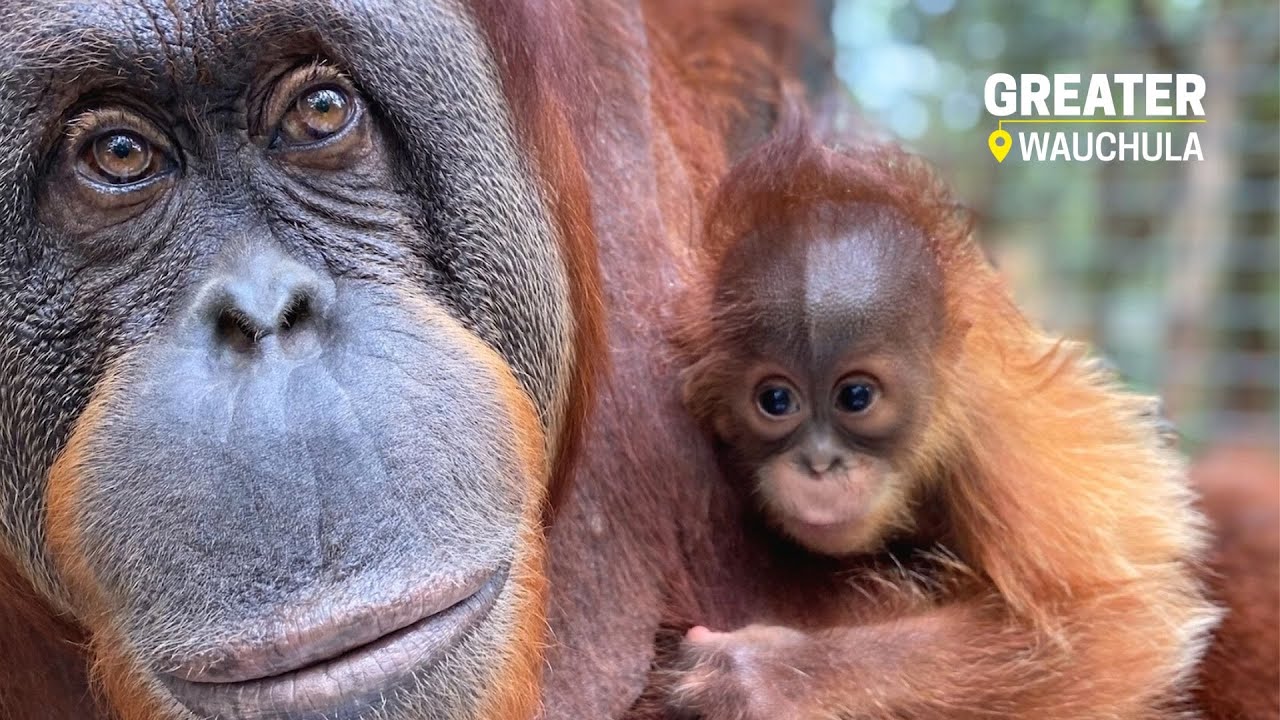Center for Great Apes | Greater Wauchula