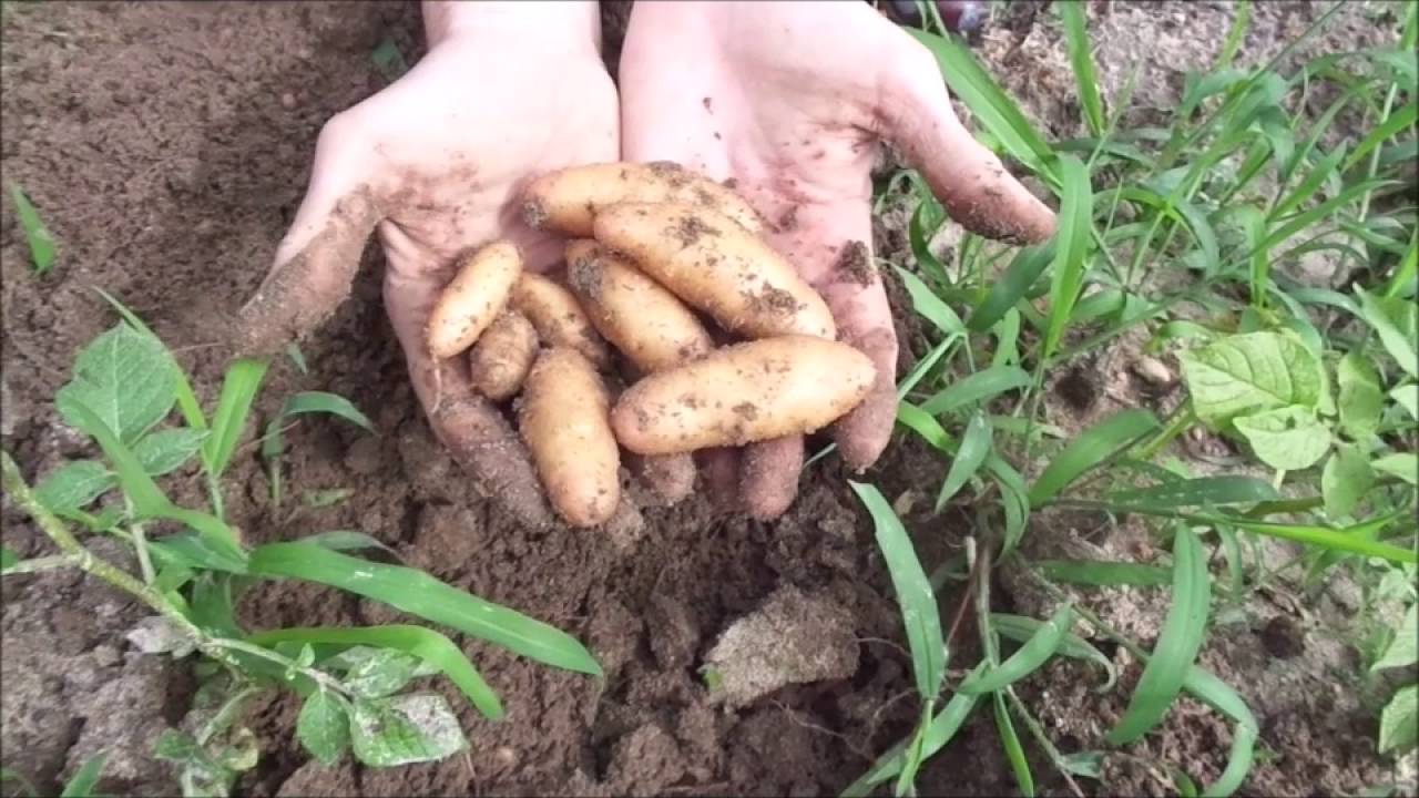 Fingerling Potatoes   30 lbs Harvested