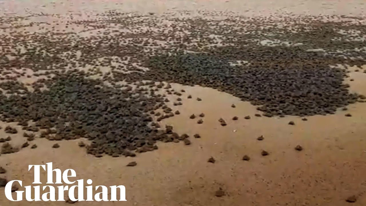 Scientists record world's largest hatching of baby turtles in South America
