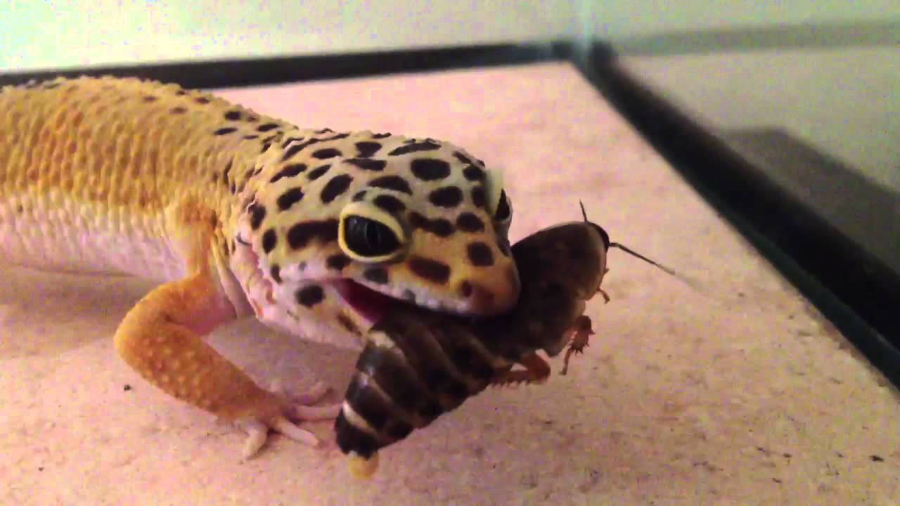 [Slick] Leopard Gecko eats a HUGE ROACH!