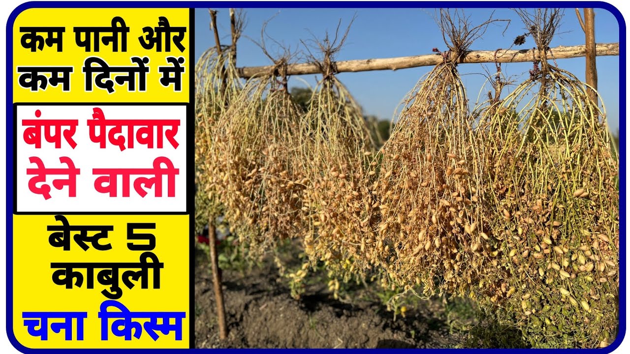 काबुली चने की कम पानी और कम दिनों में बंपर पैदावार | Kabuli chana ki kheti | Kabuli chane ki kheti |