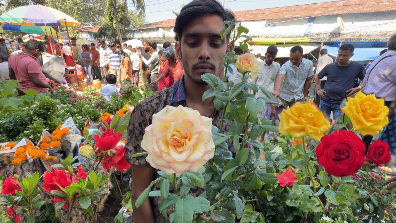 Rose Variety at Bapon Nursery Galiff Street | Baghbazar Sokher Haat Kolkata | Best Flowers Forever 