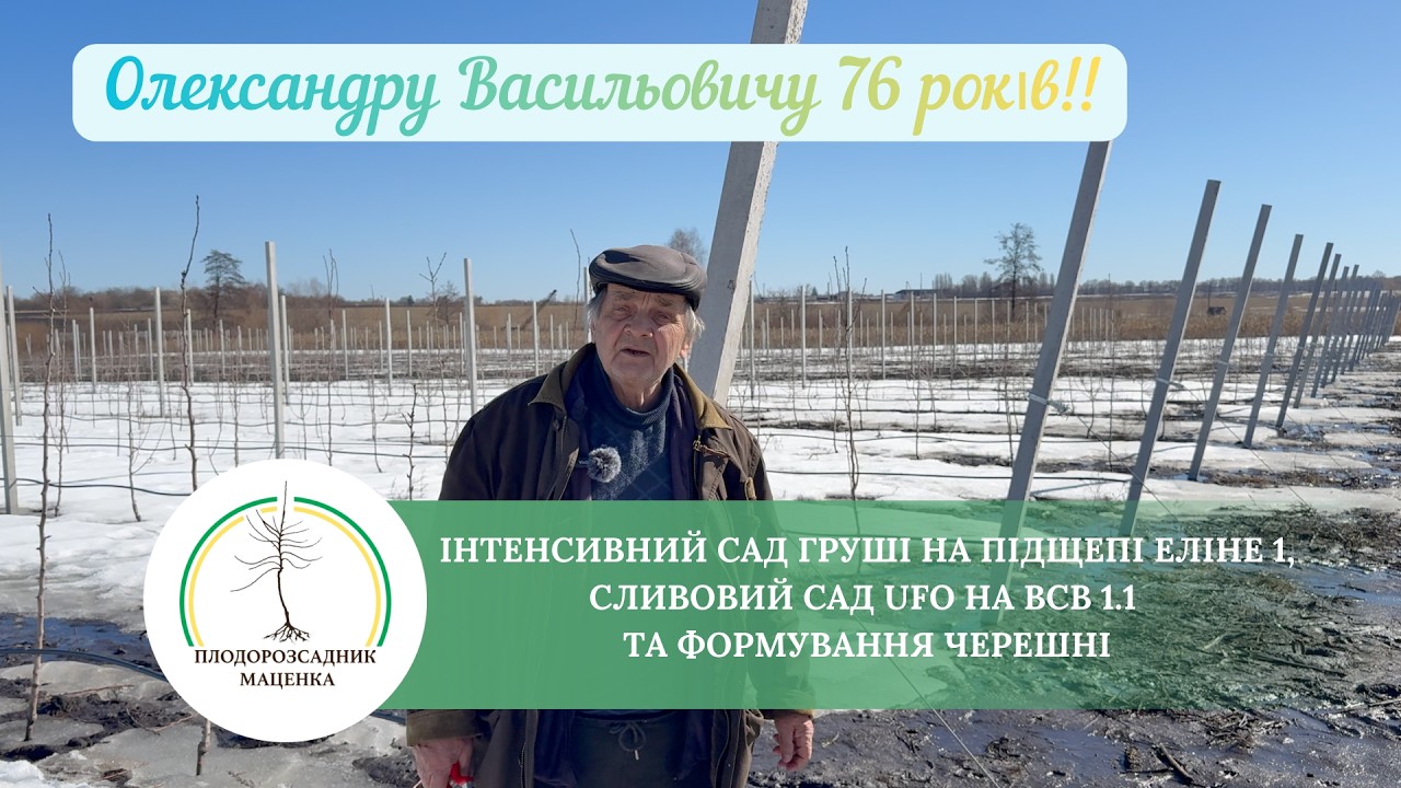 Інтенсивний сад груші на підщепі Еліне 1, сливовий сад UFO на ВСВ 1 1 та формування черешні