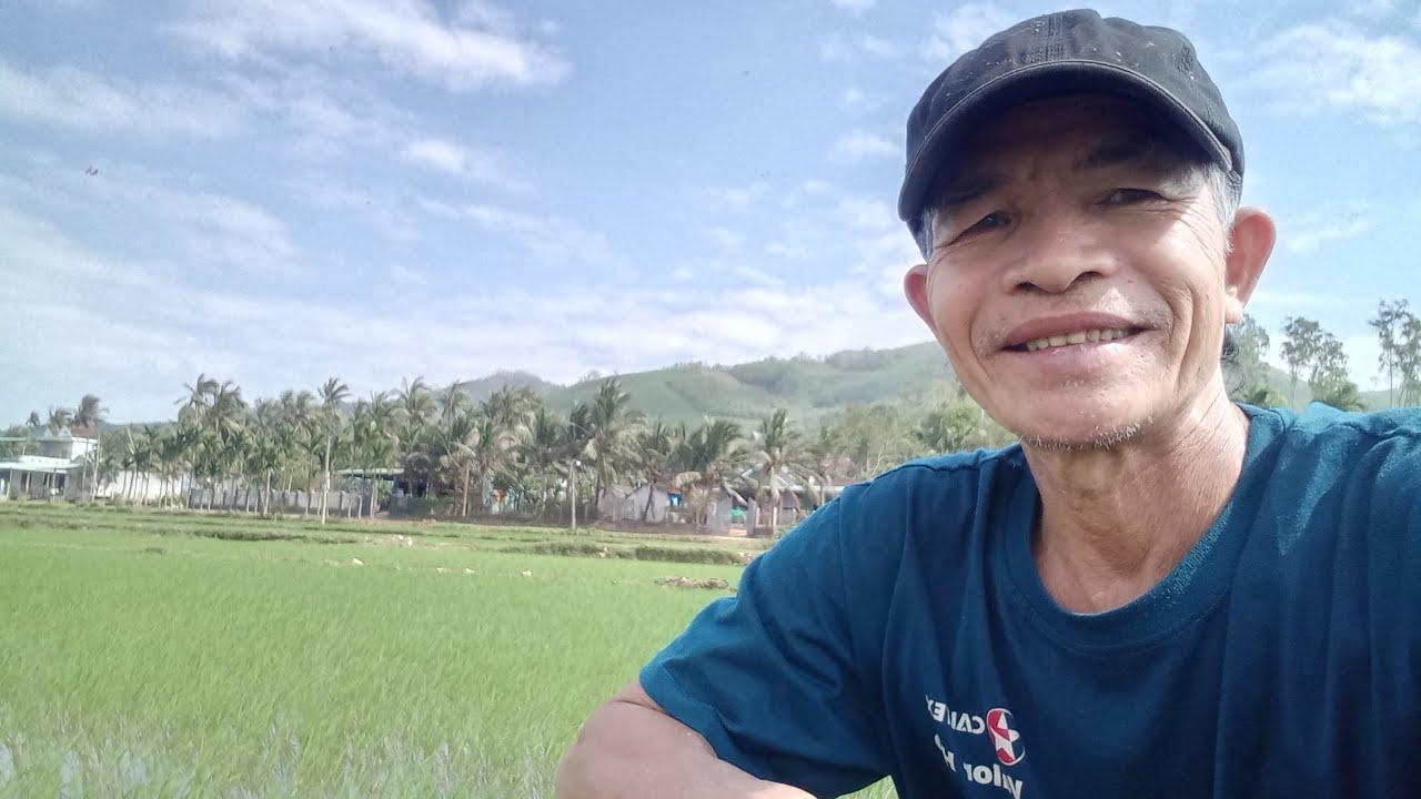 @Cập nhật lúa trà 1*phường Bồng Sơn 🤝
