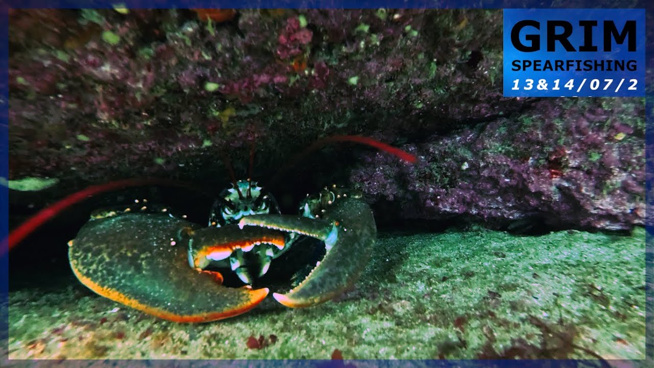 Chasse sous-marine (Côtes d'Armor 22) - Des pierres difficiles mais du homard AAA en récompense !
