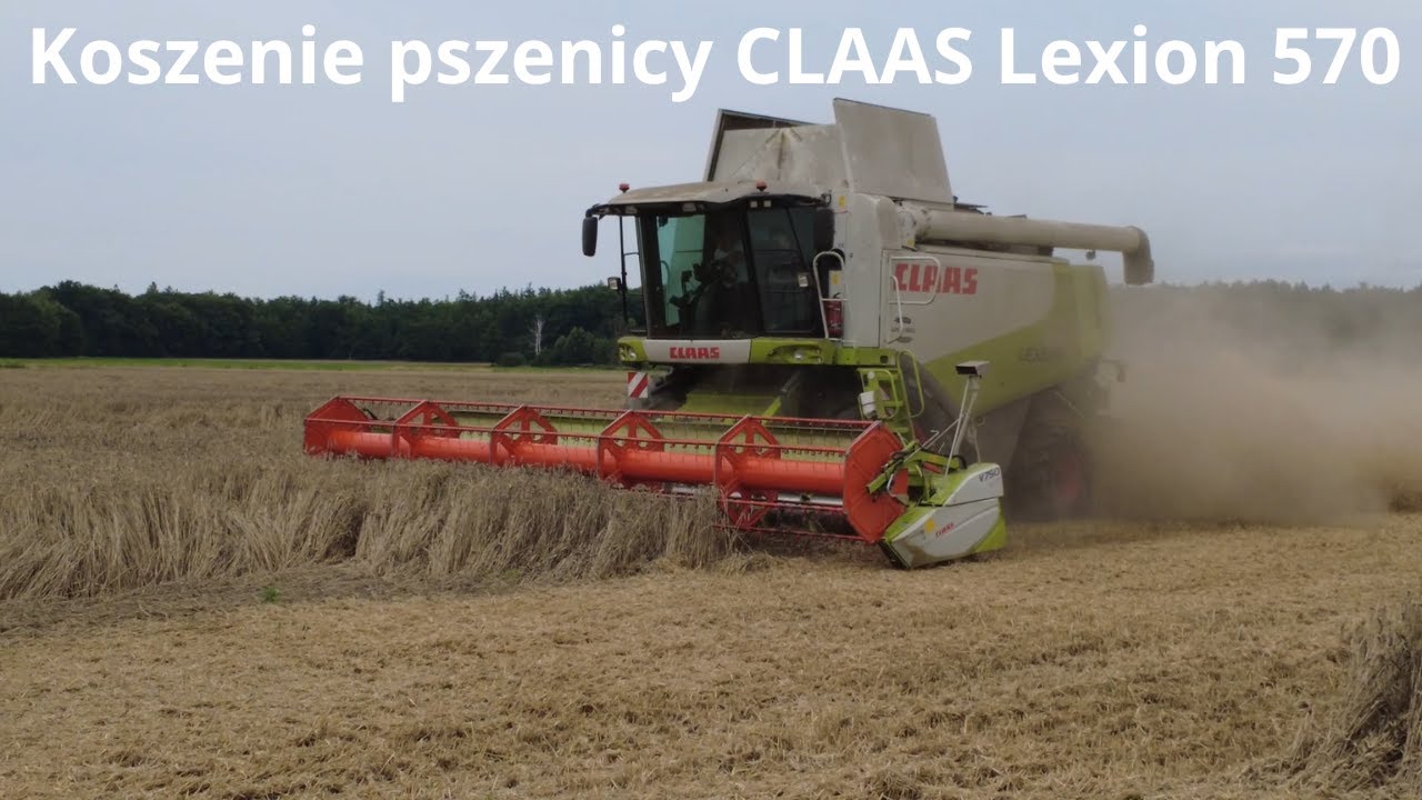Koszenie pszenicy CLAAS Lexion 570 #żniwa2025