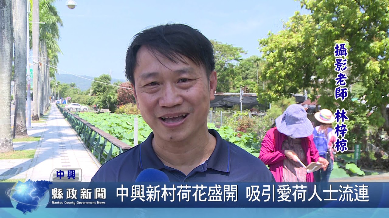 中興新村荷花盛開 吸引愛荷人士流連