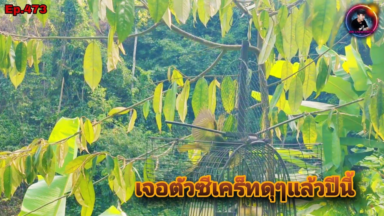 เสียงนกดอกแตงEp.473 ขึ้นเขาต่อนกป่าพื้นที่เปลี่ยนไปมากแต่ยังมีนกดุๆอาศัยอยู่(Stripe-throated Bulbul)