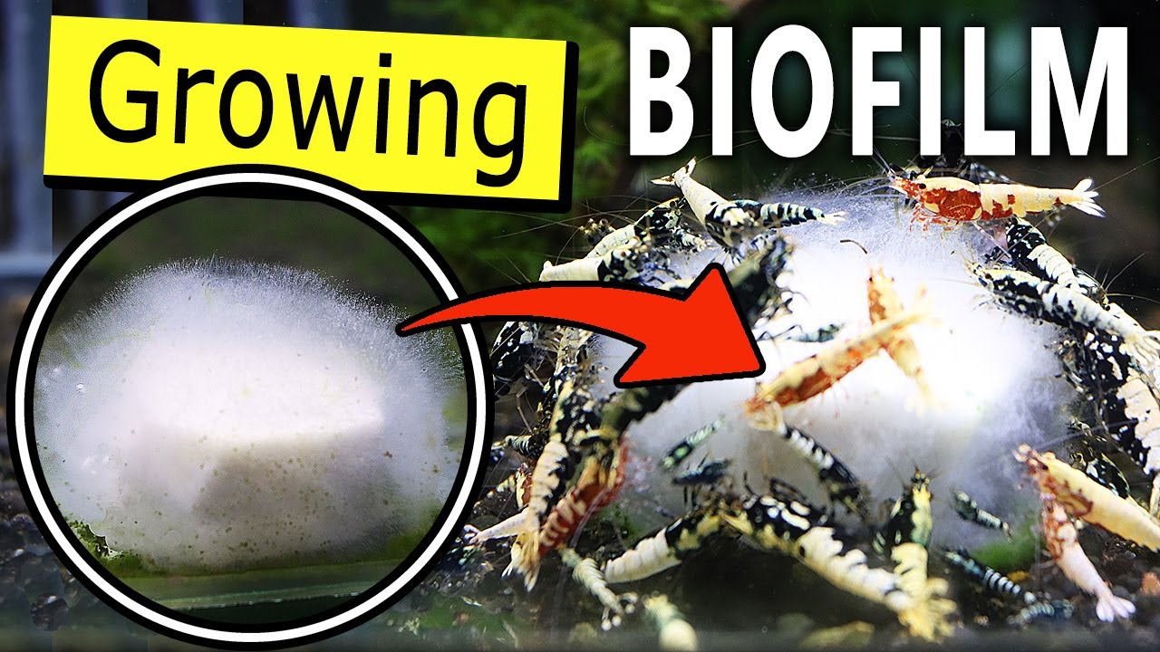 I Feed my Shrimps with Biofilm - SHOULD YOU? How to grow biofilm ultimate FOOD in your aquarium