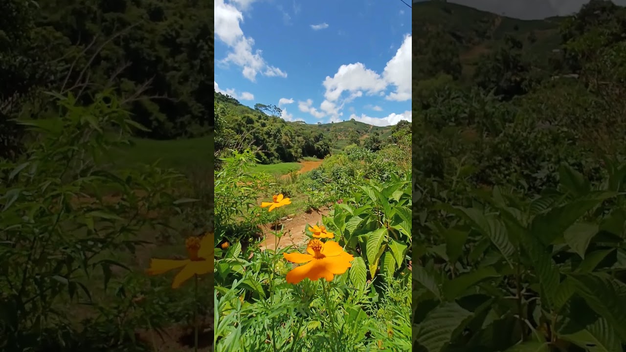 PERFEI&Ccedil;&Atilde;O DO INTERIOR! @RO&Ccedil;A #MG #ZONADAMATA #MINASGERAIS #SHORTS #youtube