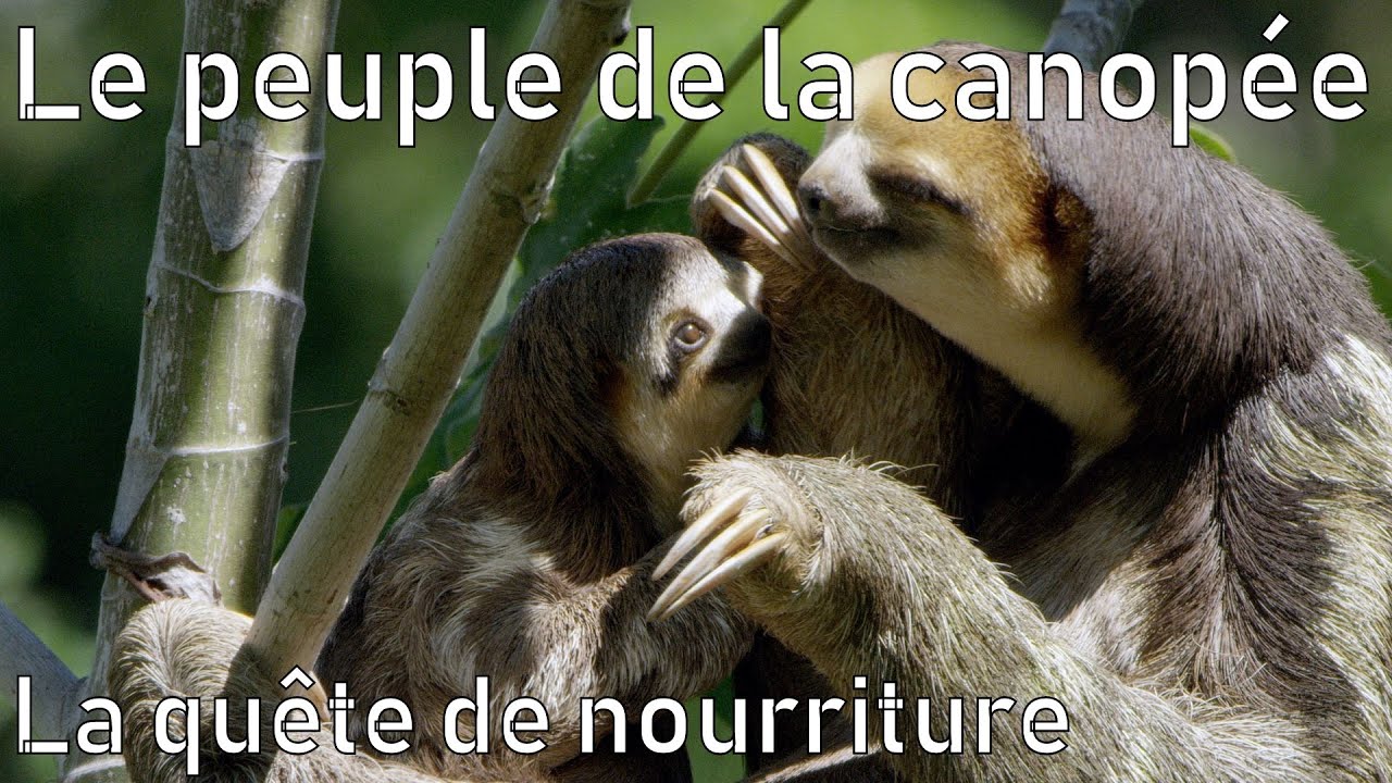Le peuple de la canopée 2⁄2 - La quête de nourriture