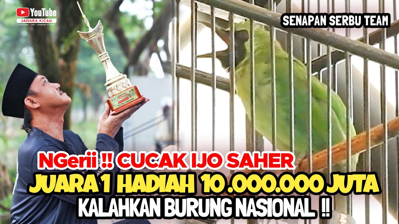 NGerii !! CUCAK IJO SAHER JUARA 1 HADIAH 10 JUTA 😱 KALAHKAN BURUNG NASIONAL 🔥BONGKAR RAHASIA JUARA ❗