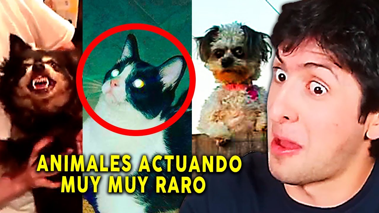 REACCIONANDO A ANIMALES ACTUANDO DE FORMAS MUY EXTRAÑAS Y PERTURBADORAS