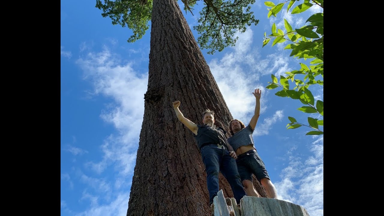 A JOURNEY TO, 'BIG LONELY DOUG', BEHEMOTH FIR TREE