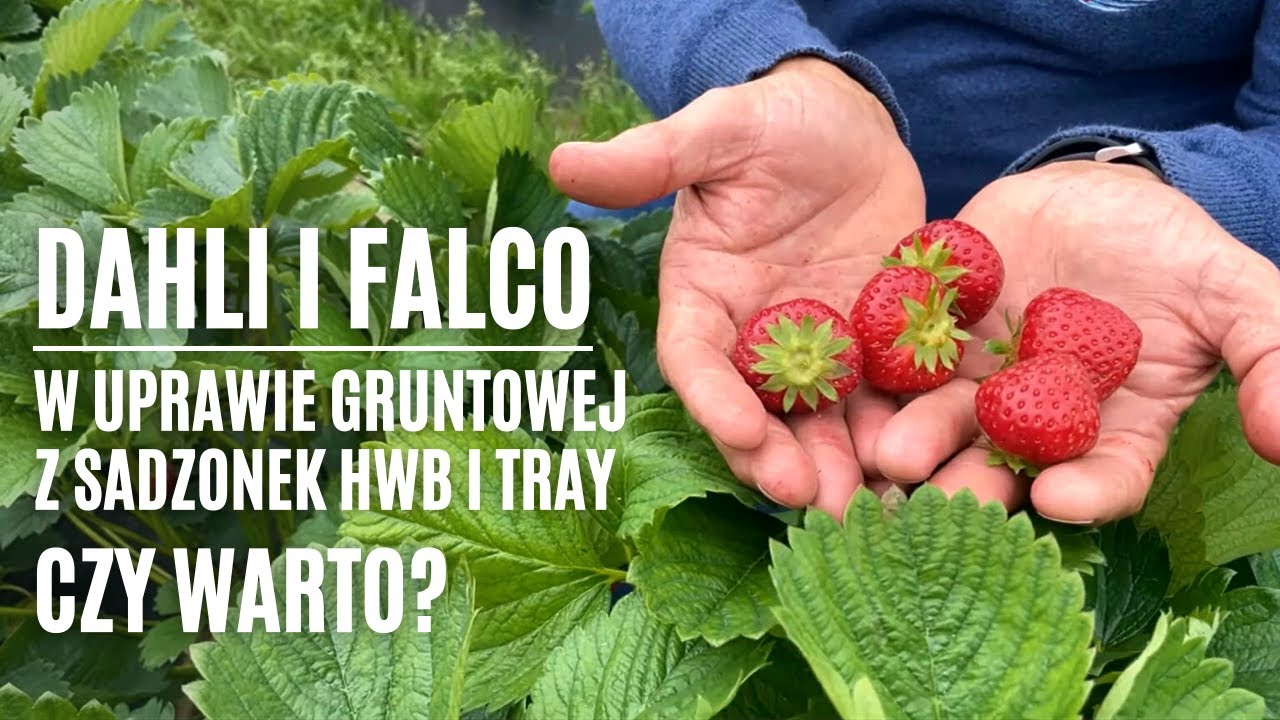 'Dahli' i 'Falco' w uprawie gruntowej z sadzonek HWB i tray - czy warto?