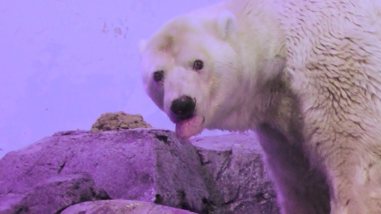 日本では唯一の野生出身 ユキマルのレクチャータイム八景島シーパラダイスのホッキョクグマ ３ 2025年10月18日 11時40分〜12時15分