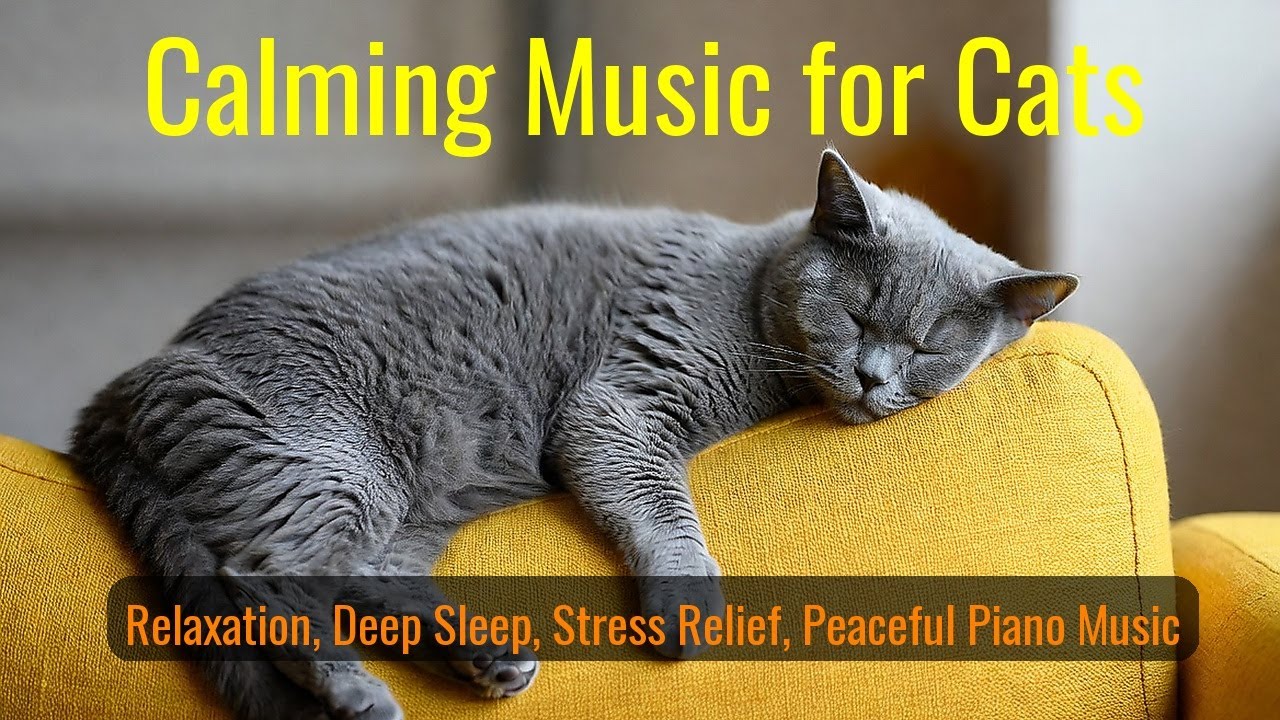 LIVE Peaceful Kitten Sleeping Video for Night Time 😌 | Season 9