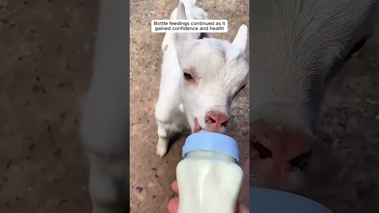 This family rescued a daying baby goat and then..#goatrescue #rescuegoats #rescuedgoat