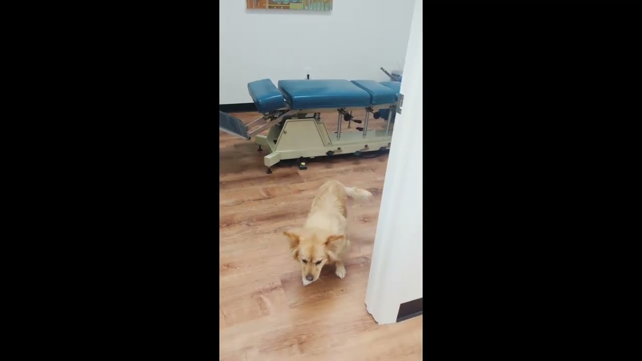 Canine Chiropractic Byram NJ - Progress Report on Luna
