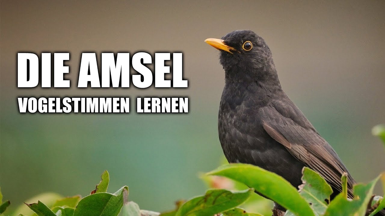 Amsel - Vogelstimmen lernen