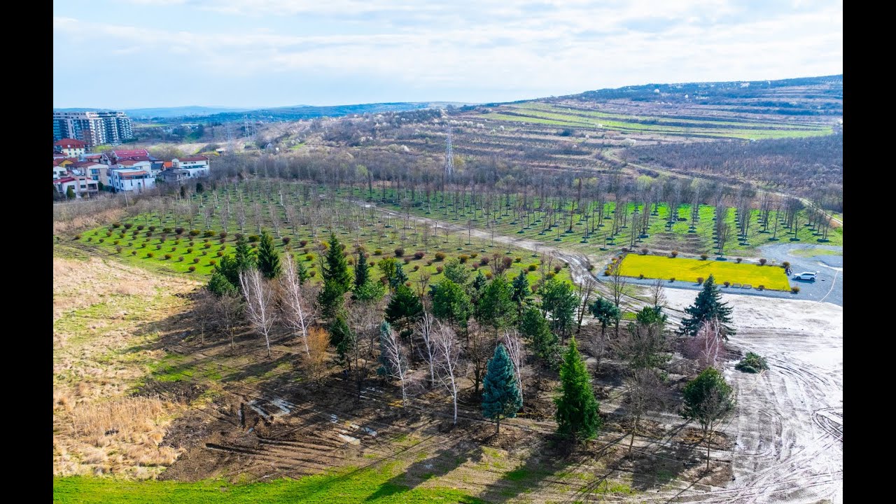 Relocare arbori de pe platforma Carbochim