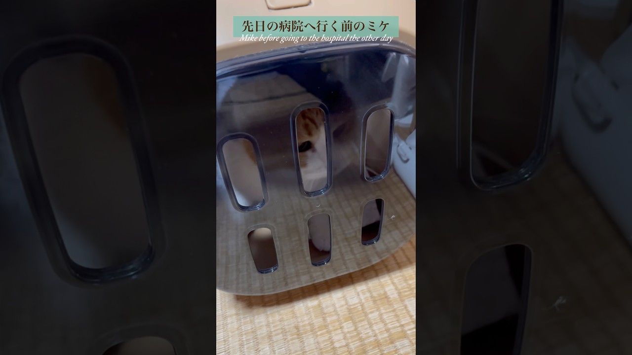【三毛猫】先日の病院へ行く前のミケの様子
